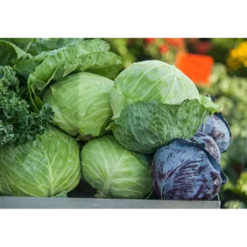 Cabbage (48)-9166519-19866.webp